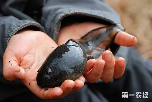 使用了含氯的自来水,氯作为消毒剂在自来水中很常见,但是氯会害死蝌蚪