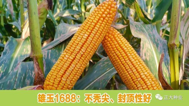 多地回访,雄玉1688表现到底怎么样?|陈国明|玉米|籽粒