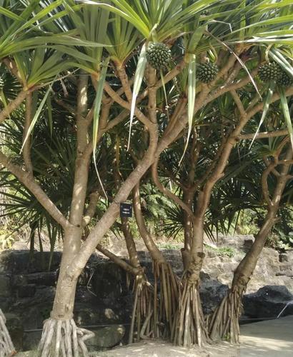 长在树上的"菠萝",别看长得