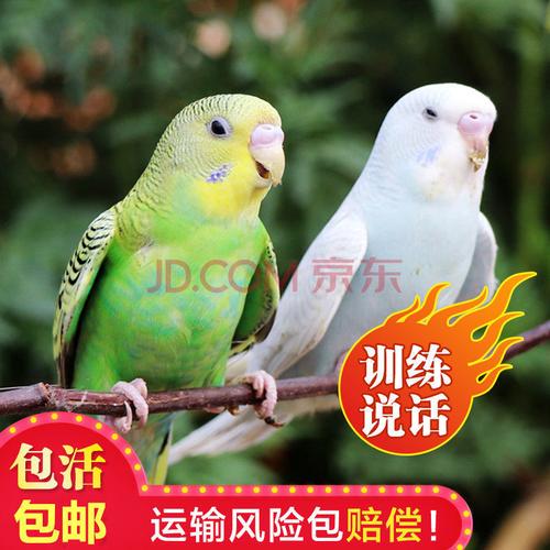 [抖音推荐]虎皮鹦鹉 牡丹鹦鹉活鸟粮 包活 运输笼 饲养手册 绿色 白色