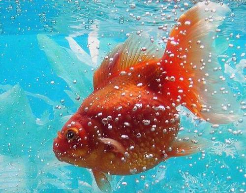 鱼类身为脊椎动物的