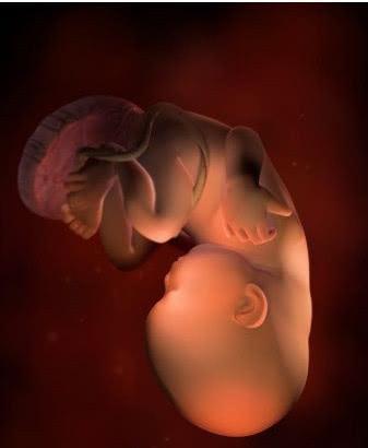 怀孕9个月,胎儿发育情况是怎样的?孕33周到36周猛涨了这么多