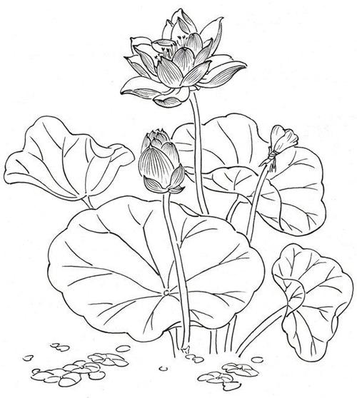白描荷花白描荷花的绘画教程