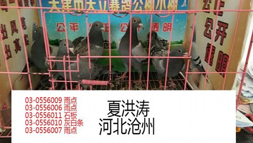 天津天立赛鸽公棚小棚4月27日-4月30日部分收鸽图片(三十七)(部分赛鸽