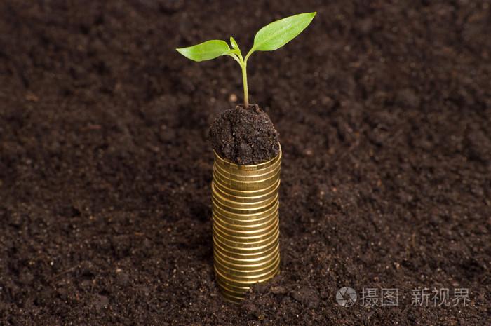 年轻的植物与土壤中的金币.钱增长概念