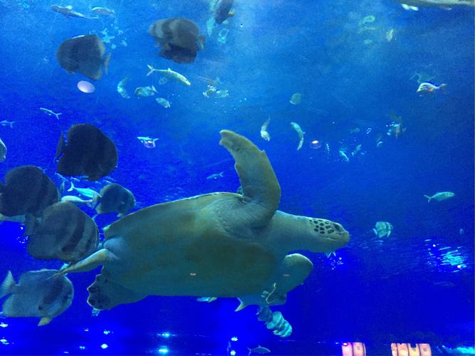 重庆璧山璧泉小学三年级四班汉海极地海洋公园研学之旅