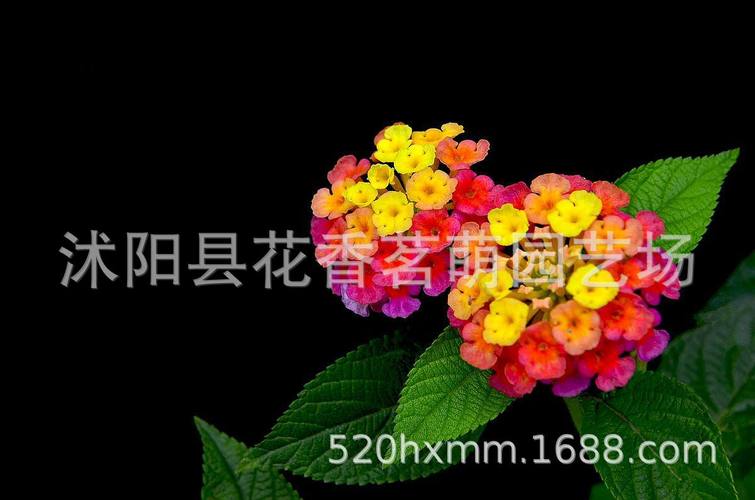 常年批发花木花卉种子发芽率高 五色梅种子 对叶梅种子 五色绣球