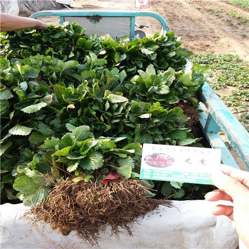 脱毒2代妙香7号草莓苗妙香7号草莓苗纯正基地