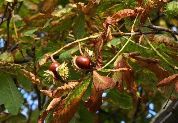 它叫苦槠叶能喂猪果能做豆腐儿时天亮就去捡今成保护植物