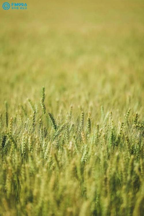 四时田园杂兴·其二十五【宋】 范成大梅子金黄杏子肥,麦花雪白菜花稀