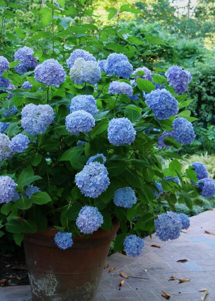 大花绣球"无尽夏"最美的绣球品种之一,盛花时期朵朵绣球如幽幽蓝色