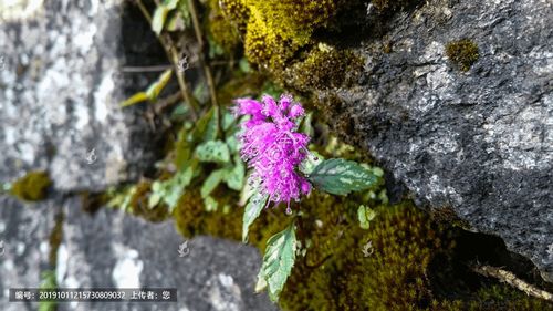 [正版商业]紫花香薷