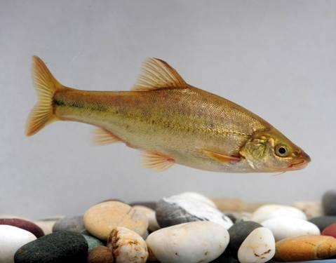 送滇池金线鱼回家我们一起保护滇池