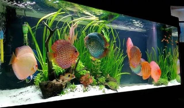 300升以上的鱼缸比较适合养七彩神仙鱼.