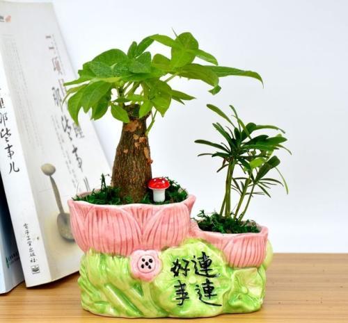 盆栽风水发财树多少钱怎么养