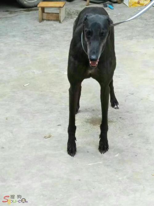 犬论坛 69 格力(灵缇)交易区 69 曾经国内的赛道之王"黑色碰撞"与