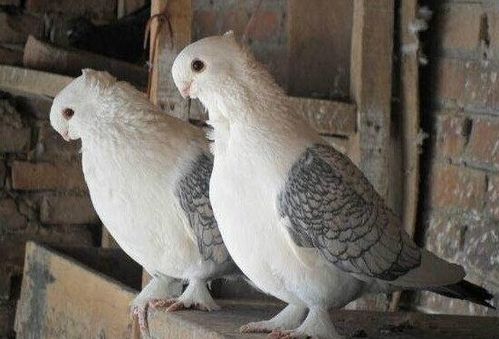 新疆淑女观赏鸽代理供应