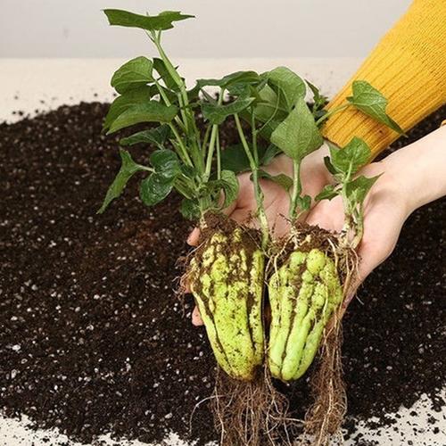 佛手瓜苗种苗佛手瓜种籽四季种植盆栽蔬菜种子龙须菜种瓜苗子菜种