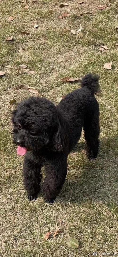 重庆寻狗#5岁纯黑色泰迪弟弟,名叫迪迪.