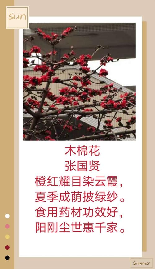 《木棉花》