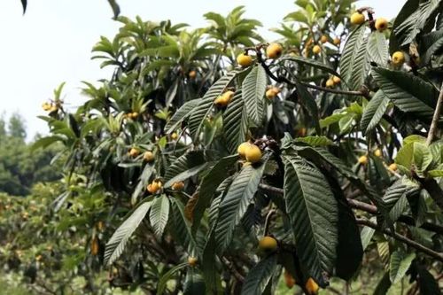 眼下,正是枇杷树结果哪时节.