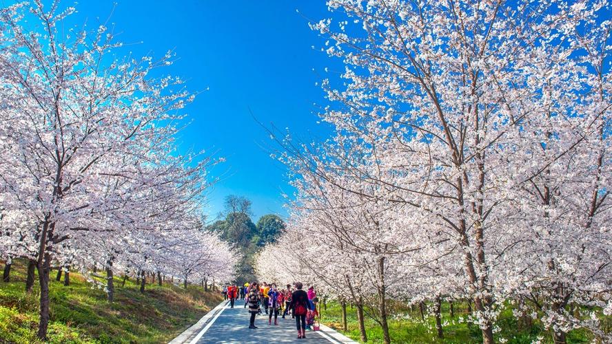 平坝农场万亩樱花园平坝农场万亩樱花园.
