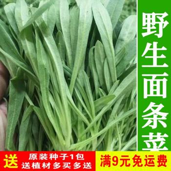 面条菜种子野生菜籽四季菜种籽大全秋冬阳台盆栽蔬季种孑野菜种子面条