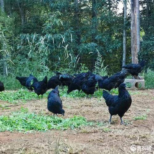 [乌鸡批发] 乌骨鸡价格80元/斤 - 惠农网