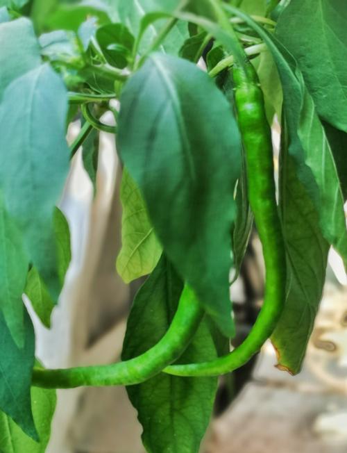 二班 罗宇格) 写美篇 辣椒对我说: 通过种植辣椒,使我对植物的生长