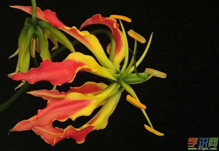 关于嘉兰的花语含义是什么