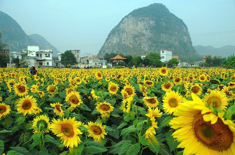 上林景点