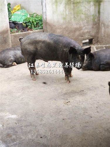 巴克夏黑猪图片-供应信息-苏太猪,苏太母猪,太湖猪