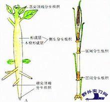 分生组织在植物体内的分布