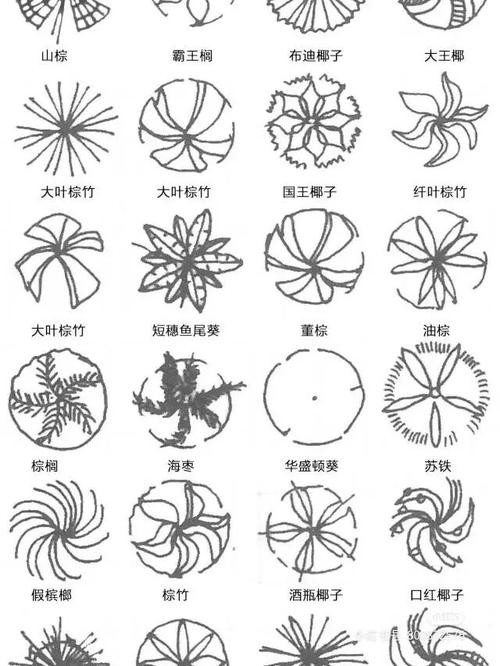 植物平面图_绘画_文化_绘画