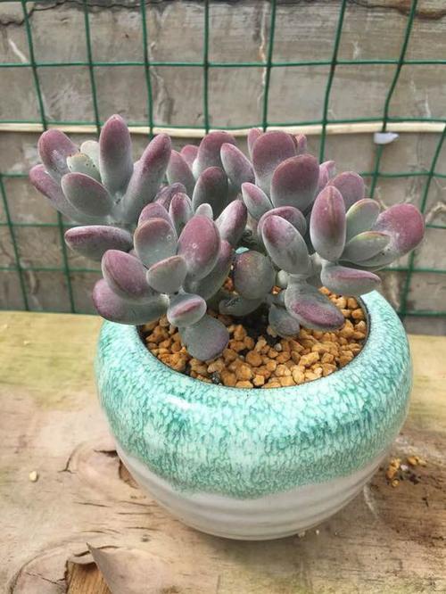 【图片】请教一下,到底怎样才能把乒乓福娘养成乒乓球