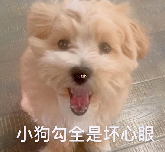 小狗勾表情包_表情包_狗狗_表情包分享_素材_表情包