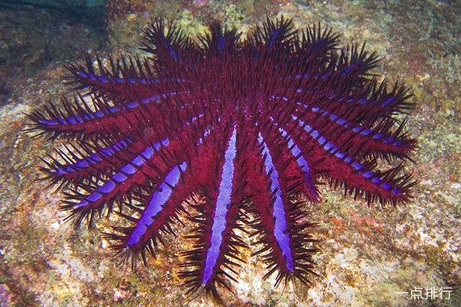 刺冠海星