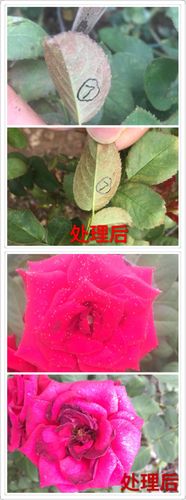 斗南科瑞德植保医院〕峨山小街玫瑰花红蜘蛛药效果实验一一