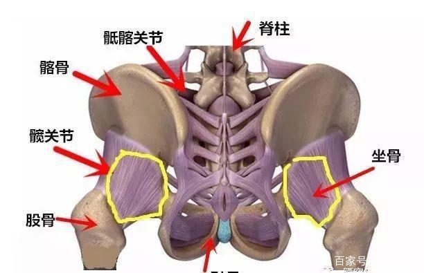 手法正骨骶髂关节|腰椎|屈髋|方向_网易订阅