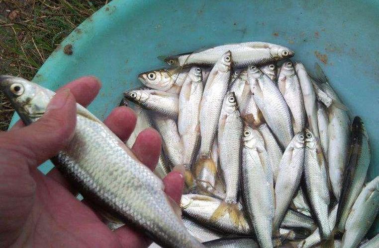 农村这种"浪里白条",离开水2小时就腐烂,如今快被地笼捕绝了