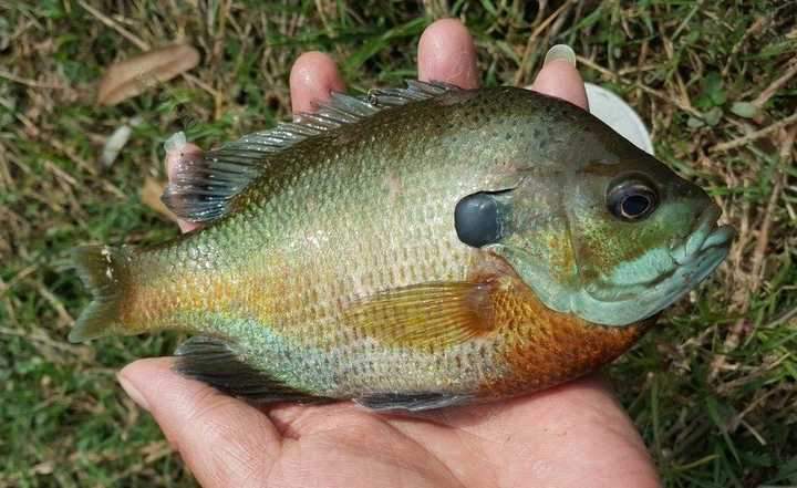 我国多地出现美洲太阳鱼此鱼已在日本灭了鳑鲏吃货们快来狙击