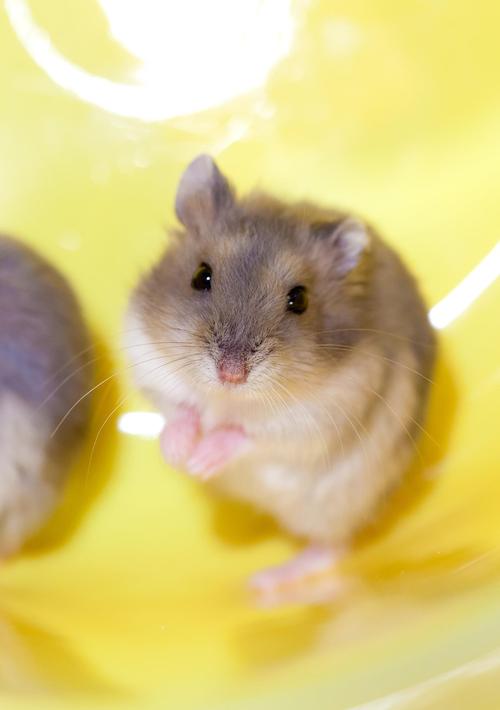 小巧可爱的仓鼠们