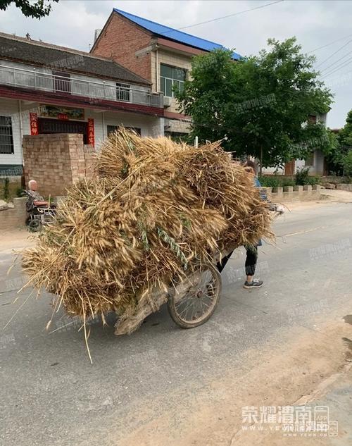 渭南现在还有像这样用架子车拉麦子的,向勤劳的农民伯伯们致敬!