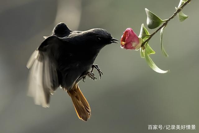 花儿艳虫儿香,鸲鸟空中来赏光