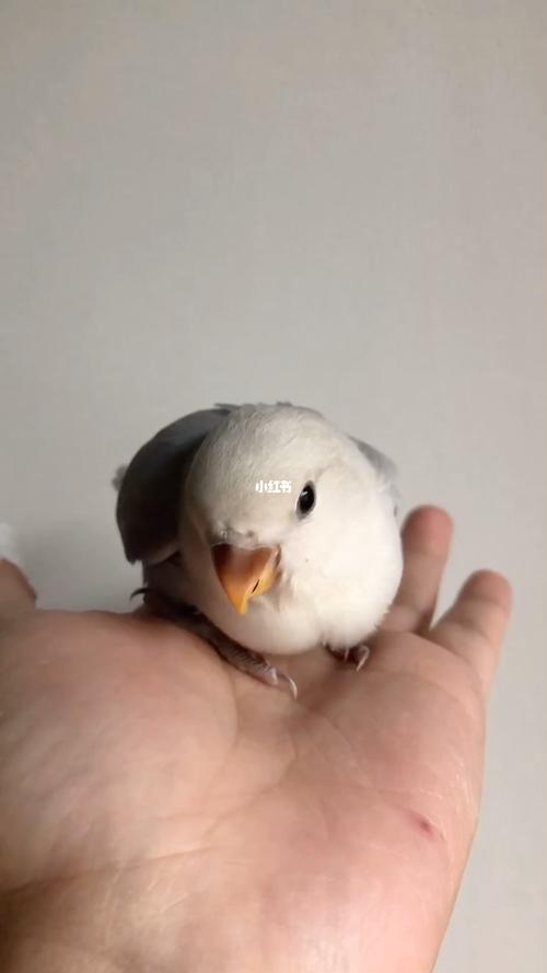 紫美桂闪鹦鹉_牡丹_手养牡丹鹦鹉_宠物_宠物其他