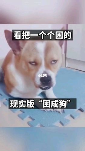 春困秋乏夏打盹冬眠,谁也挡不住犯困._搞笑_宠物_狗