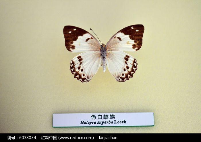 傲白蛱蝶
