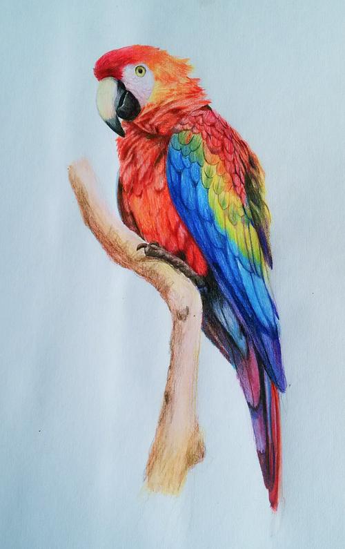 金刚鹦鹉|纯艺术|彩铅|一沓胡图 - 原创作品 - 站酷 (zcool)