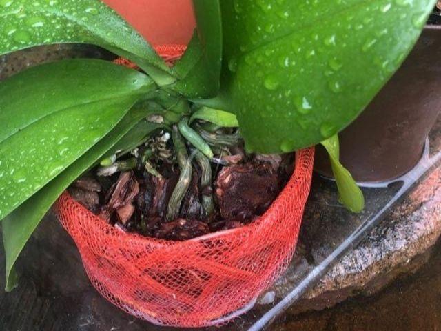 蝴蝶兰"烂根"了?别急,试试这方法,轻松解决,又能爆花