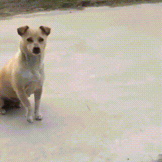 心机狗妈妈假装残疾,骗来的食物竟不给小狗吃?背后真相很心酸